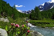 Al Rif. Ponti (2559 m), il rifugio del Disgrazia, dalla Valle di Preda Rossa il 23 giugno 2015 - FOTOGALLERY